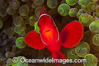 Spine-cheek Anemonefish in anemone Photo - Gary Bell