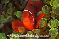 Spine-cheek Anemonefish Premnas biaculeatus Photo - Gary Bell