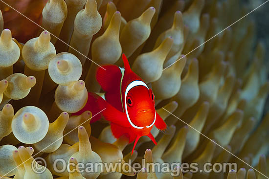 Spine-cheek Anemonefish in anemone photo