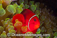 Spine-cheek Anemonefish Premnas biaculeatus Photo - Gary Bell