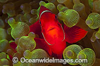 Spine-cheek Anemonefish Photo - Gary Bell