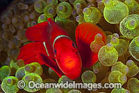 Spine-cheek Anemonefish Photo - Gary Bell