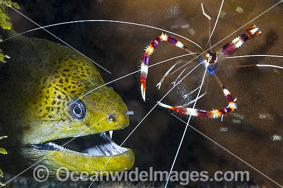 Shrimp cleaning Moray Eel photo Shrimp cleaning Moray Eel photo