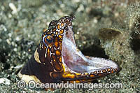 Clown Snake Eel Ophichthus bonaparti Photo - Gary Bell