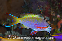 Pacific Basslet Pseudanthias huchtii Photo - Gary Bell