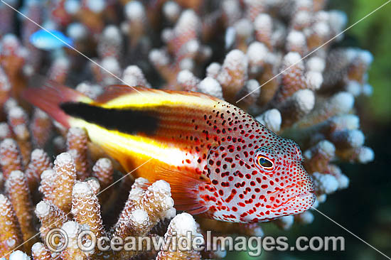 Freckled Hawkfish in coral photo