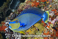 Big-nose Unicornfish Naso vlamingii Photo - Gary Bell