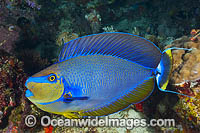 Big-nose Unicornfish Photo - Gary Bell