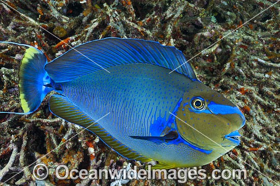 Big-nose Unicornfish (Naso vlamingii). Found throughout the Indo-West Pacific, including the Great Barrier Reef, Australia. A geographical colour variation does occurs. Photo was taken in Papua New Guinea. Within the Coral Triangle. Photo - Gary Bell