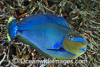 Big-nose Unicornfish Naso vlamingii Photo - Gary Bell