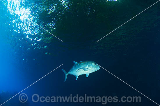 Giant Trevally (Caranx ignobilis). Found worldwide in tropical coastal and off-shore waters in the vicinity of reefs. Photo was taken at Milne Bay Papua New Guinea. Within the Coral Triangle. Photo - Gary Bell