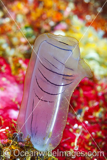 Sea Tunicate Rhopalaea sp. photo Sea Tunicate Rhopalaea sp. photo