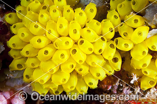 Cluster of Sea Tunicates photo
