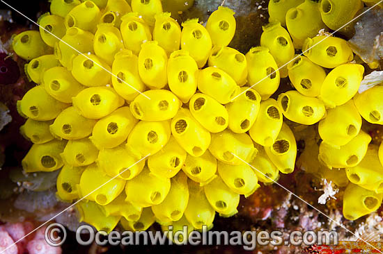 Cluster of Sea Tunicates photo Cluster of Sea Tunicates photo