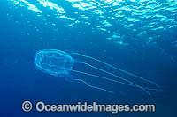 Irukandji Jellyfish Alatina mordens Photo - Gary Bell