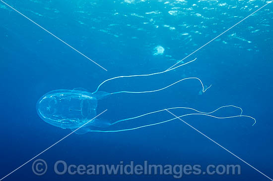 Irukandji Jellyfish Alatina mordens photo
