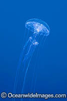 Jellyfish Pelagia noctiluca Photo - Gary Bell