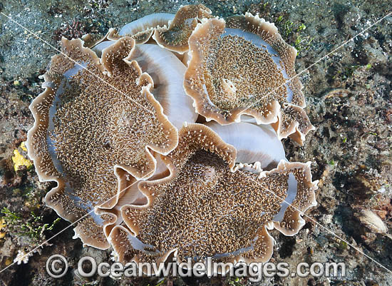 Corallimorpharian Amplexidiscus fenestrafer photo Corallimorpharian Amplexidiscus fenestrafer photo