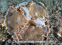 Corallimorpharian Amplexidiscus fenestrafer Photo - Gary Bell