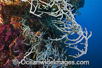 Sea Sponge Cribrochalina sp. Photo - Gary Bell