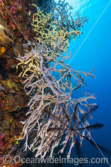 Sea Sponge Cribrochalina sp. photo
