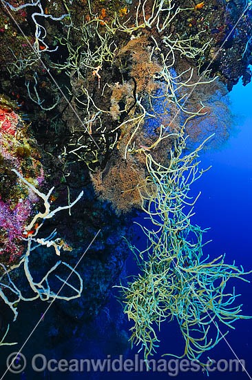 Sea Sponge Cribrochalina sp. photo