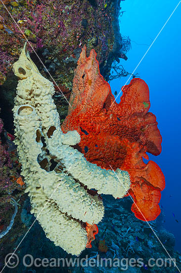 Vase Sponge and Sea Sponge photo Vase Sponge and Sea Sponge photo