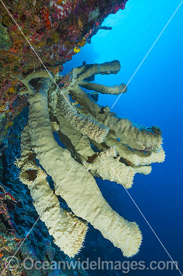 Vase Sponge on drop off photo