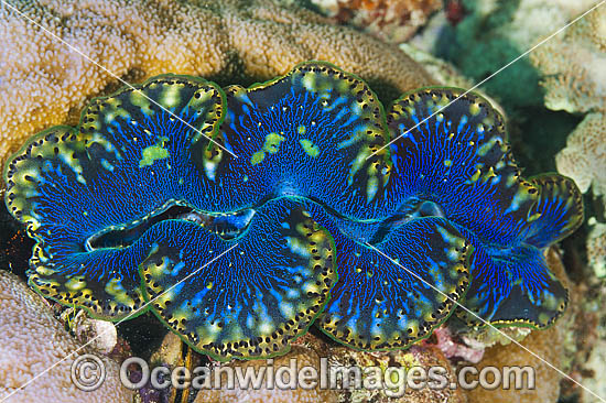 Giant Clam photo Giant Clam photo
