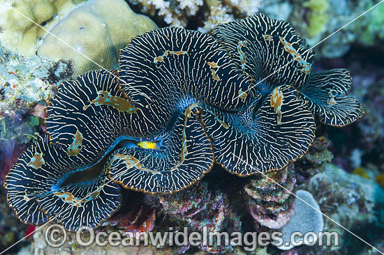 Giant Clam photo Giant Clam photo