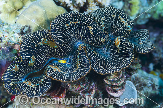 Giant Clam photo