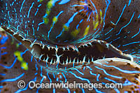 Giant Clam mantle Photo - Gary Bell