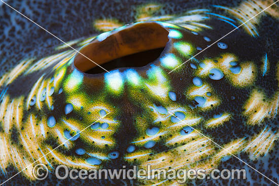 Giant Clam siphon photo Giant Clam siphon photo
