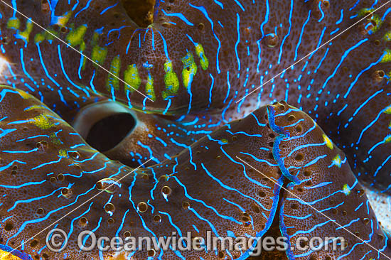 Giant Clam mantle photo Giant Clam mantle photo