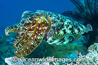 Broadclub Cuttlefish Photo - Gary Bell