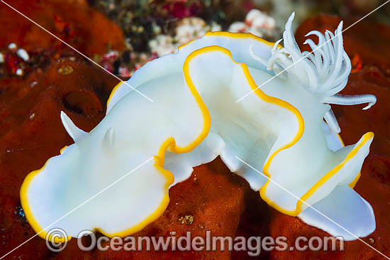 Nudibranch Ardeadoris egretta photo