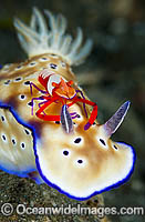 Nudibranch Risbecia tryoni Photo - Gary Bell