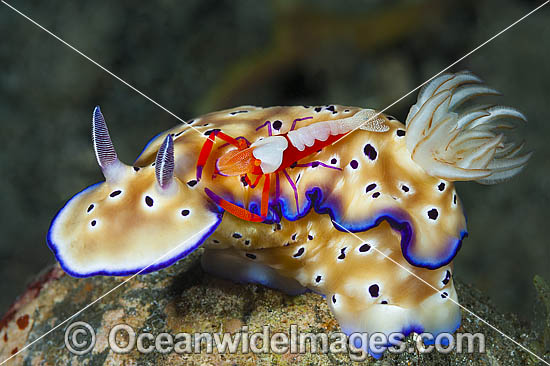 Nudibranch with Shrimp photo