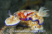 Nudibranch with Shrimp Photo - Gary Bell