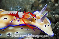 Nudibranch with Shrimp Photo - Gary Bell