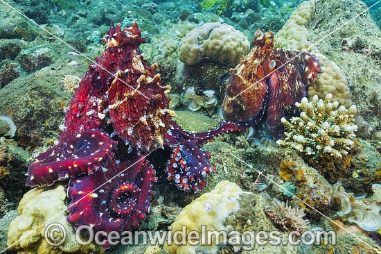 Day Octopus (Octopus cyanea), mating pair. Also known as Reef Octopus. Found throughout the Indo-West Pacific from Hawaii to east Africa, including the Great Barrier Reef, Australia. Photo taken at Milne bay, Papua New Guinea. Within the Coral Triangle. Photo - Gary Bell