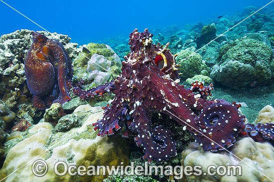 Reef Octopus mating pair photo