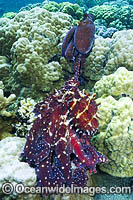 Reef Octopus mating pair Photo - Gary Bell