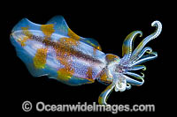 Bigfin Reef Squid Photo - Gary Bell
