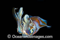 Bigfin Reef Squid Photo - Gary Bell
