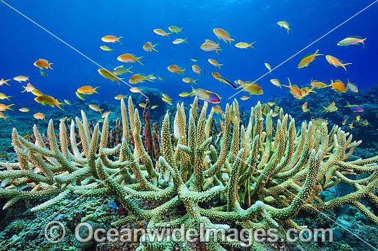 Tropical Fish and Coral photo