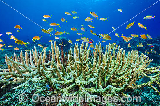 Tropical Fish and Coral photo Tropical Fish and Coral photo