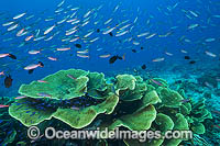 Tropical Fish and Coral Photo - Gary Bell