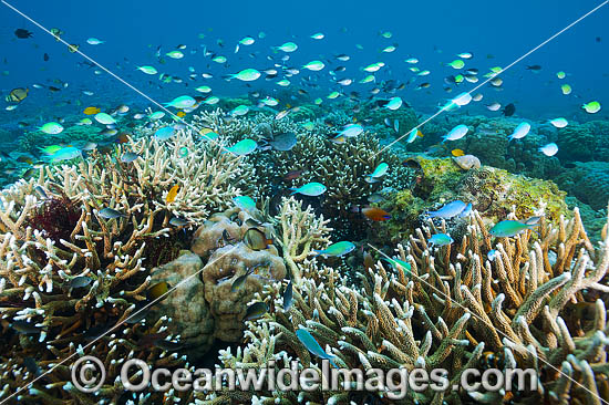 Tropical Reef Scene photo Tropical Reef Scene photo