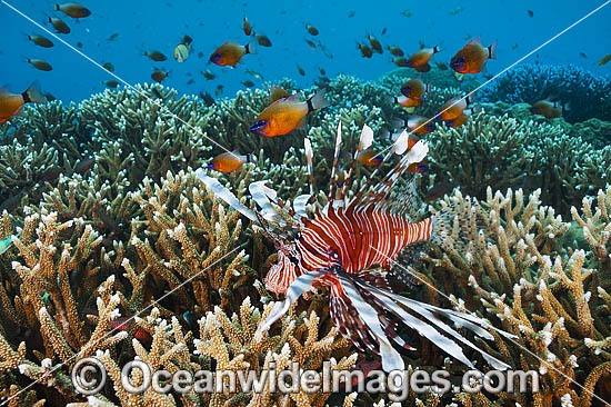 Tropical Reef Scene photo
